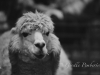 Llama on Film