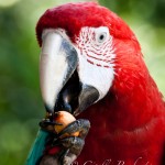 Green Wing Macaw, Trinidad