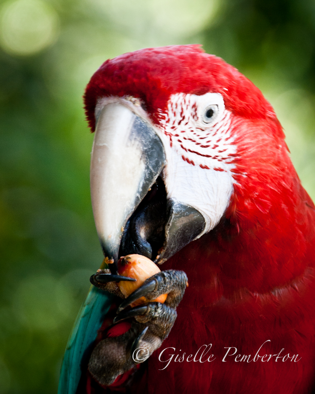 Green Wing Macaw, Trinidad