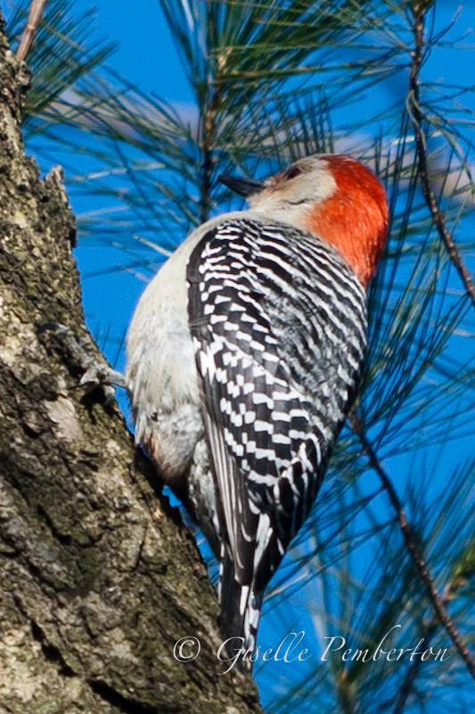 Red-bellied Woodpecker, Prospect Park